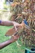 Rare night heron found exhausted