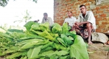 Alternate crops for tobacco farmers