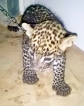 Sri Lankan wildlife plunder continues to be driven  by the underworld