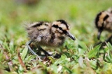 Time ticks by for tragic painted-snipe chicks