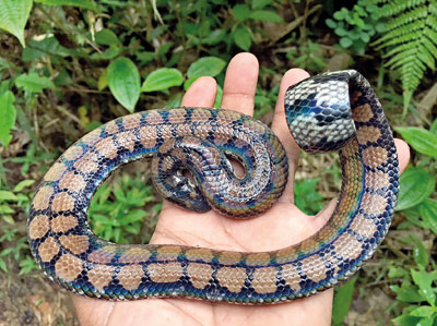 The slithery unwelcome stranger and a pipe snake that escaped death