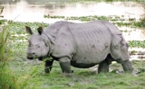 Kaziranga: Roaming in Rhino land