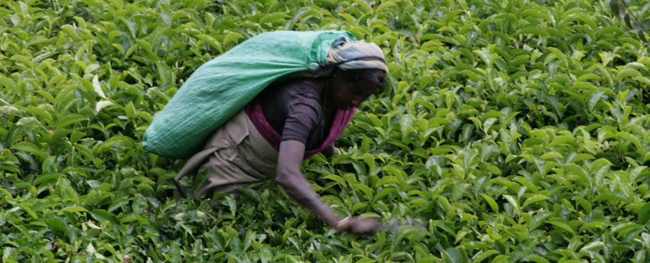 Sri Lanka tea plantations: Crisis and restructure