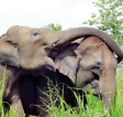 Sri Lankan elephant families don’t have a dominant figure, study finds