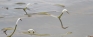 Swaying in the water: A new species