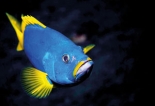 Humphead wrasse killing stirs calls for protection and spearfishing ban Humphead wrasse killing stirs calls for protection and spearfishing ban