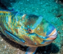 Alarm bells ring for popular reef fish