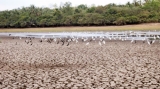 Bleak outlook for what was  once the ‘granary of the East’