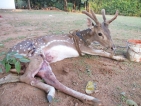 Wounded deer finds haven