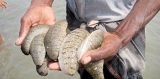 Sea cucumber hatchery to give momentum to industry