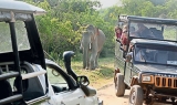 Rules flouted at Yala  National Park