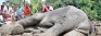 Deadly garbage dumps  pose elephantine problems