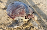 Mysterious deaths of sea turtle