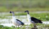 The duck who caught the attention of Dutch Governor Gideon Loten