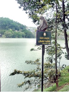 Kandy-LB