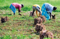 Record B’onion harvest in the North