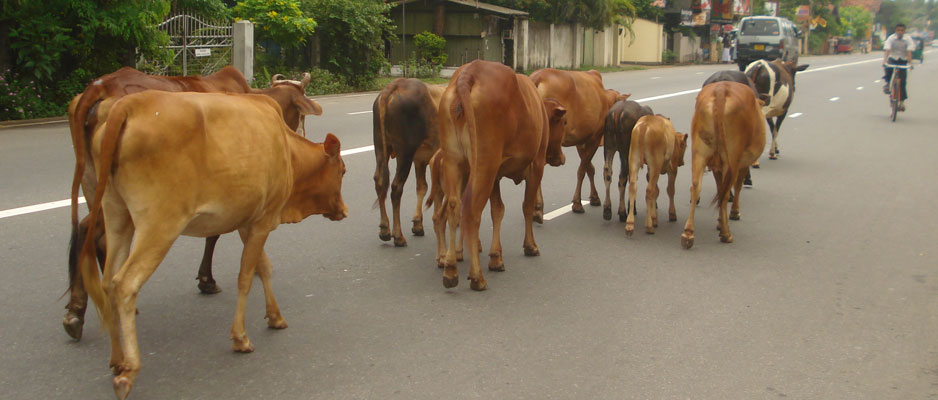 Cattle menace to  be driven off the roads