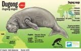 Threatened dugongs thrown a lifeline