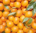 Vitamin C could halt the growth of cancer