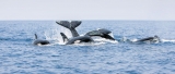 Super pods of sperm whales put on marine spectacle
