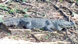 Kataragama crocs haunt sacred river