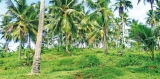 Prevailing drought and impact on coconut production, exports and prices