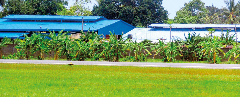 Airport Aviation agency goes ‘bananas’ turning around Ratmalana