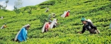 SSri Lanka’s share of world tea output down to 6 % from 10.5 % in 2000