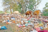 Litterbugs turning Kataragama into a garbage dump