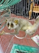 Declining loris populations  risk lives on power lines