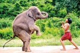 Cinema on elephants and children