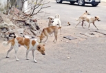 Govt to rid Metropolis of stray cattle, dogs and of beggars