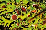 ‘Lichens: the coolest thing you never heard of’