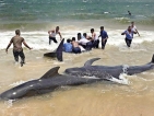 Sampur pilot whales stranding will remain a mystery
