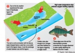 Nandikadal lagoon fish perished without oxygen, says NARA