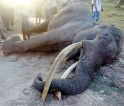 Majestic tusker killed in turf war