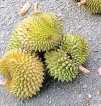 If you can bear the smell, Durian is a must try