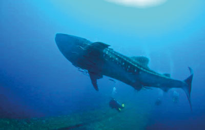 Whale-Sharks-off-Colombo