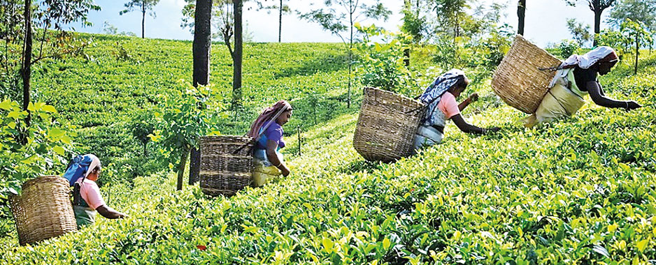 Ailing tea and rubber sectors
