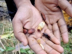 Red Beetle threatens coconut cultivation