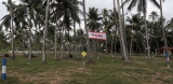 Sri Lanka’s coconut growers dismayed  by plans to import fresh coconut