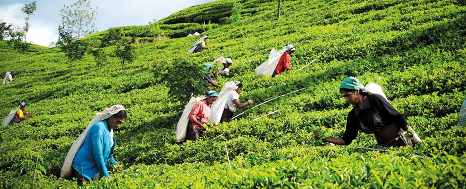 Plucker, kangani feted at grand Ceylon Tea celebrations