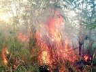 Forest fires, deliberate in some  cases, finish off native plants