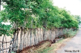 Firewood and organic fertiliser from wonder tree gliricidia