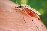 Urgent need to control spread of invader-malarial vector from South India