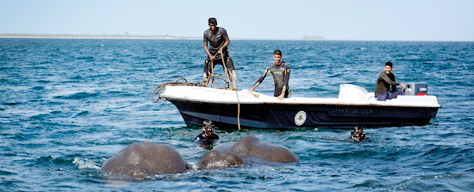 Ocean-going jumbos possibly disoriented
