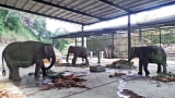 Dalada Maligawa gets new  Rs 140m Elephant shelter