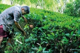 Glyphosate debate:  Who’s killing  Ceylon Tea?