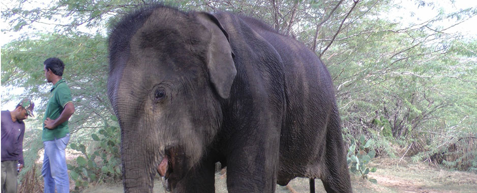 Explosives killing  hundreds of elephants, protection handicapped