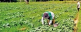 FAO and EU promote agri-business in partnership with Hayleys